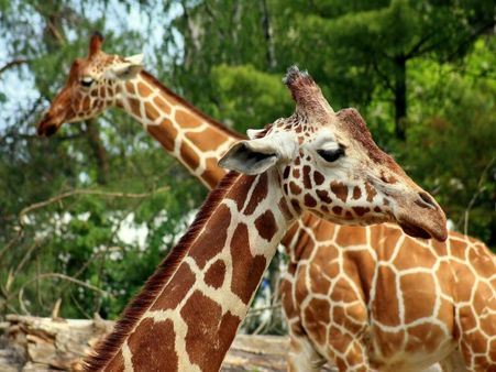 5) Busch Gardens: Tampa, Florida 5) Busch Gardens: Tampa, Florida