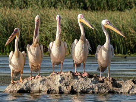 Calimere Wildlife and Bird Sanctuary