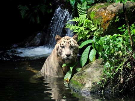 4) Singapore Zoo