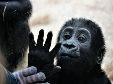 4) Bronx Zoo: New York City, New York