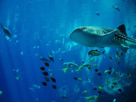 2) Henry Doorly Zoo and Aquarium: Omaha, Nebraska