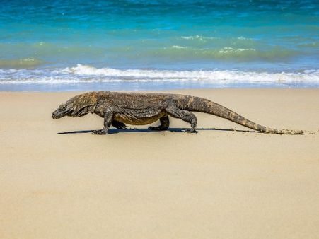 Things to do at Komodo National Park: