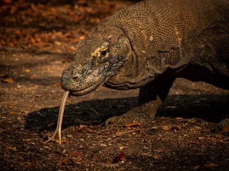 How to reach Komodo National Park: