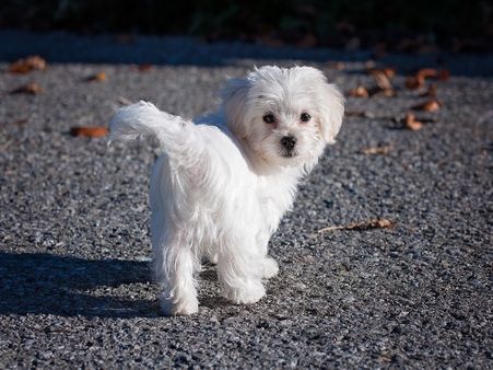 4) Maltese: 4) Maltese: