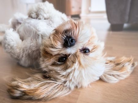 2) Shih Tzu: 2) Shih Tzu: