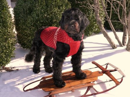 3) Portuguese Water Dog: 3) Portuguese Water Dog: