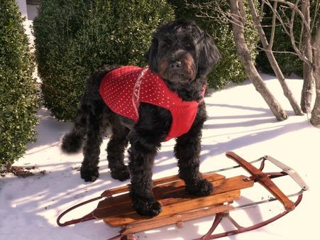 3) Portuguese Water Dog: