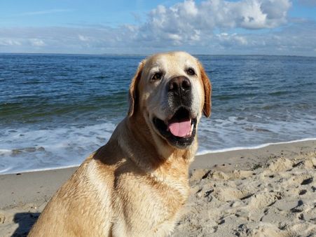 5) Labrador Retriever: 5) Labrador Retriever: