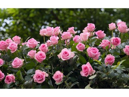 Walk among beautiful roses in the Rose Park