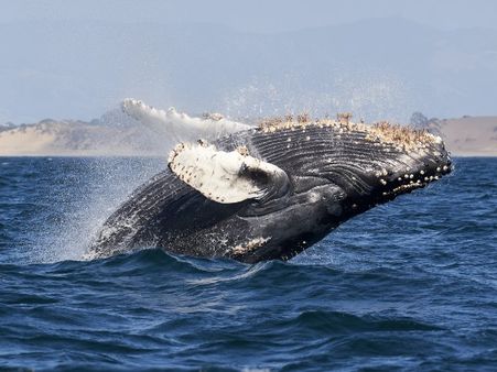 Spot Orcas & Humpback Whales at Carmel Sea