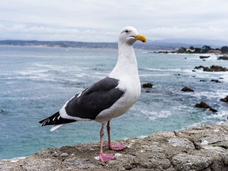 Spend a day in Monterey 