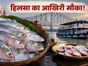 कोलकाता में हिलसा का आखिरी मौका: आज ही चखें मानसून का ये खास स्वाद