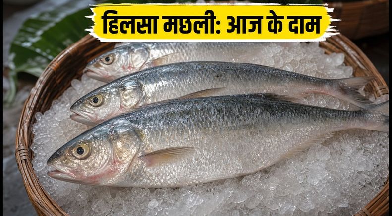 कोलकाता में मानसून का असली स्वाद: हिलसा मछली खरीदने के लिए बेस्ट मार्केट और आज के दाम