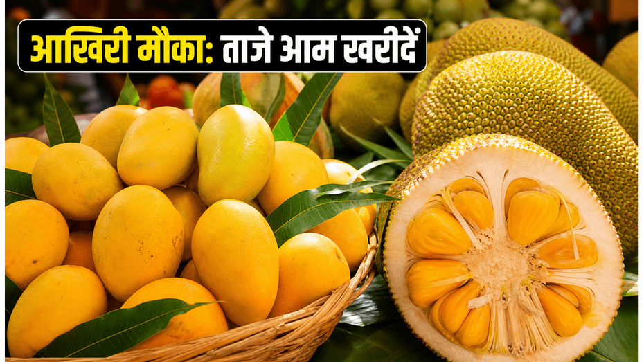 लालबाग मैंगो मेला: खत्म होने में बचे हैं सिर्फ 48 घंटे, आज ही खरीदें ये रसीले फल