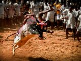 स्पेन की बुल फाइटिंग की याद दिलाता है तमिलनाडु का खतरनाक पर्व जल्लिकट्टू