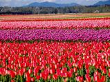 श्रीनगर, ट्यूलिप फेस्टिवल के खूबसूरत नज़ारे बस ट्यूलिप गार्डन्स में 