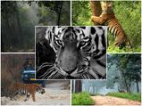 दुर्लभ बाघों को पास से देखना है, तो करें इन टाइगर रिज़र्व की सैर 