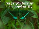 उत्तराखंड : क्या आप इस खास तितली का नाम और खासियत जानते हैं ?   