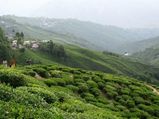 International Tea Day 2022 : बेहद खूबसूरत है ये भारत के चाय के बागान