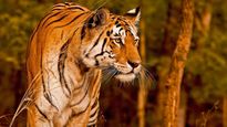 International Tiger's Day : इन नेशनल पार्क में करीब से देख सकेंगे बाघ