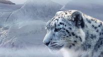 लद्दाख के Snow Leopards भी निभाते हैं सरहद पर देश की रक्षा में महत्वपूर्ण भूमिका, जानिए कैसे? 