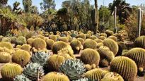 फूल नहीं कांटों से था रतलाम के इस राजा को लगाव, बना डाला 'कैक्टस गार्डन'