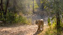 रणथंभौर नेशनल पार्क - जंगल के कौन से हिस्से में है बाघों के सबसे अधिक दिखने की संभावना?