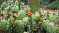 दिल्ली में बन रहा है 50 लाख रुपए की लागत से कैक्टस गार्डन, क्यों कहा जा रहा है इसे बेहद खास!