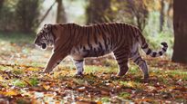 International Tiger Day : विश्व का एकमात्र महानगर है भोपाल, जिसकी चौहद्दी में गश्त लगाते हैं बाघ 