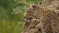 Weekend पर करें बेंगलुरु के बन्नेरघट्टा नेशनल पार्क में लेपर्ड सफारी का रोमांचक अनुभव