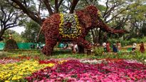 चेन्नई में शुरू हुआ फ्लावर शो 2025 : कब तक चलेगा और क्या है एंट्री शुल्क? कितना है फोटोग्राफी का शुल्क?
