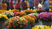 पुणे में खुल गया है एम्प्रेस गार्डन फ्लावर शो 2025, खत्म होने से पहले इस वीकेंड जरूर घूम आएं 