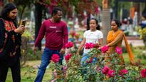 चंडीगढ़ का 'ज़ीरो बजट' Rose फेस्टिवल शुरू, क्या है यह और कहां हो रहा है आयोजित? जानिए यहां 