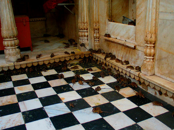 करणी माता का अद्भुत मंदिर 