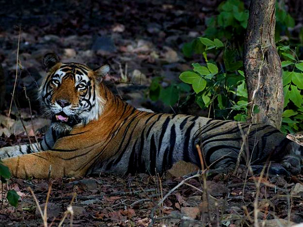 कॉर्बेट नेशनल पार्क