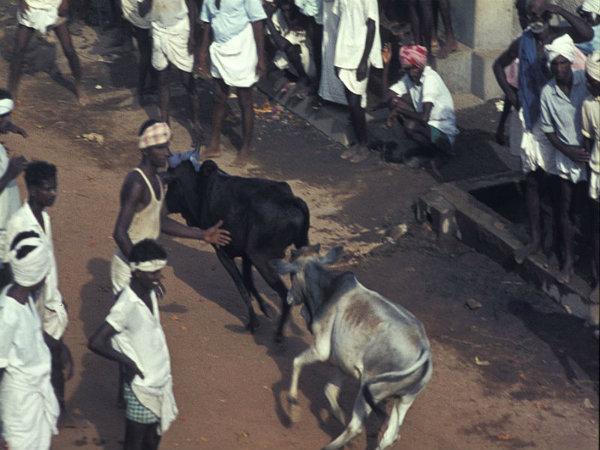 जल्लिकट्टू - जहां किया जाता है सांड को काबू