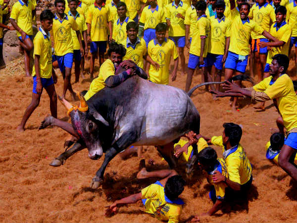 जल्लिकट्टू - जहां किया जाता है सांड को काबू