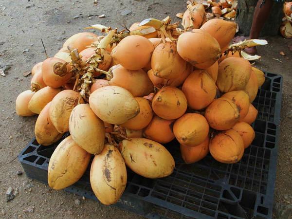 पोल्लाची - कच्चा नारियल