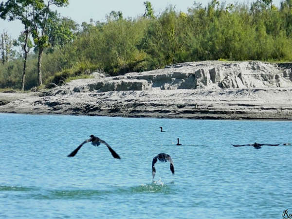 दिबरू-साइखोवा राष्ट्रीय उद्यान