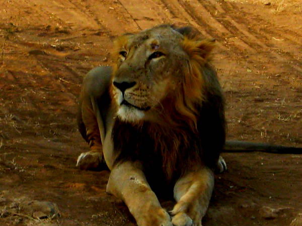 गिर, भारत में एशियाई शेरों का एकमात्र घर