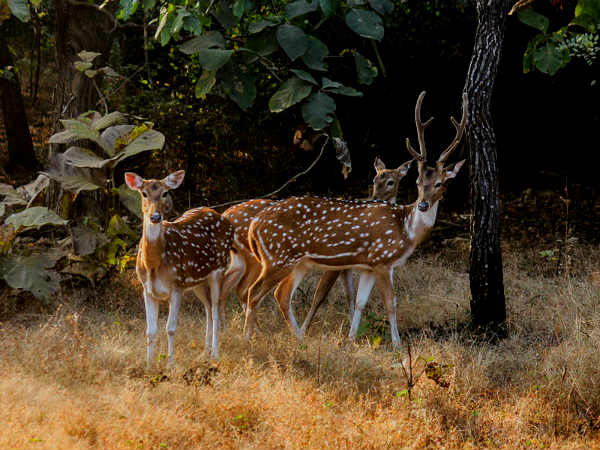  गिर, भारत में एशियाई शेरों का एकमात्र घर