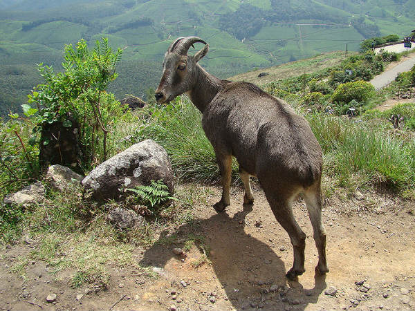 राजमाला