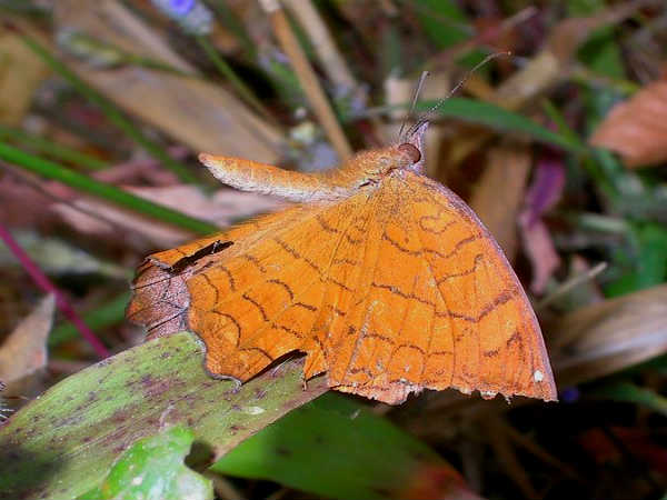 दांदेली में वन्य जीवन 