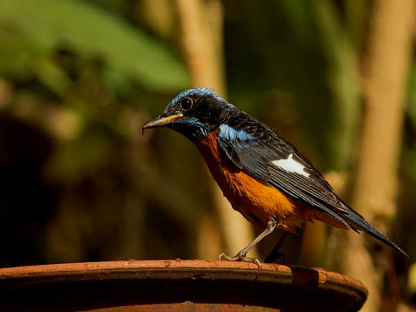 दांदेली में वन्य जीवन 