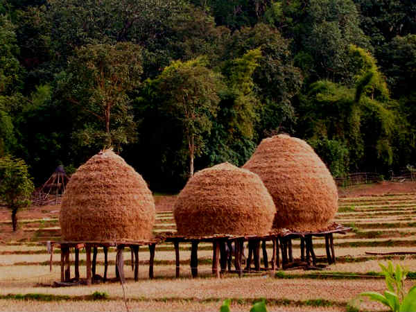 दांदेली में वन्य जीवन 