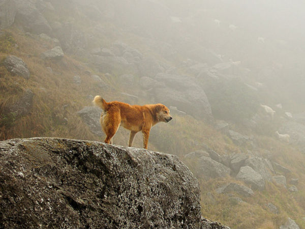 त्रिउंड