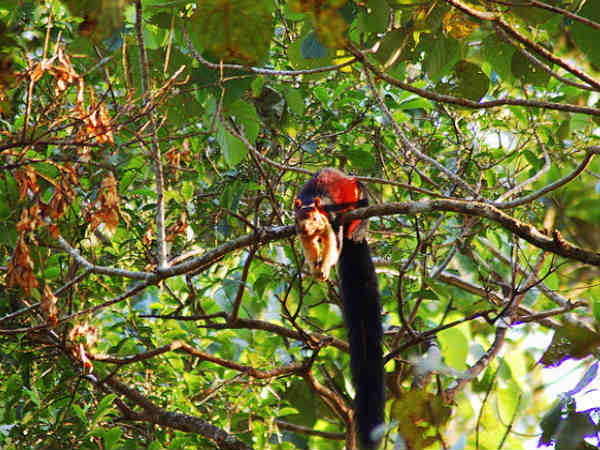 जैव पर्यटन