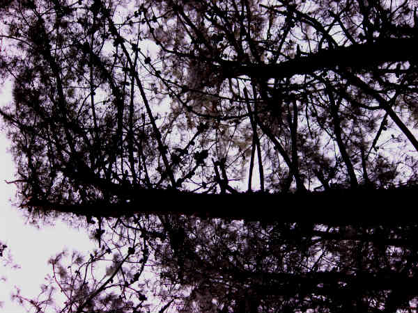 पाइन फॉरेस्ट