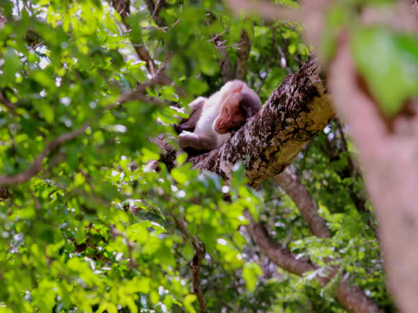 नंदी हिल्स में वन्यजीवन 
