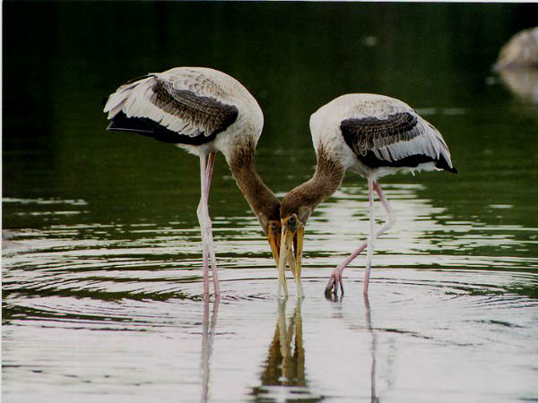  रंगनाथिट्टू पक्षी अभयारण्य